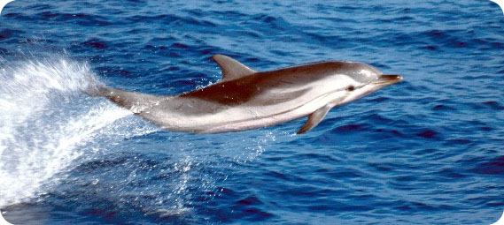 Stenella Striata nel Santuario dei Cetacei