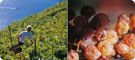 Le vigne nel Parco Nazionale