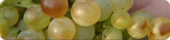 Uva e vigna nelle Cinque Terre