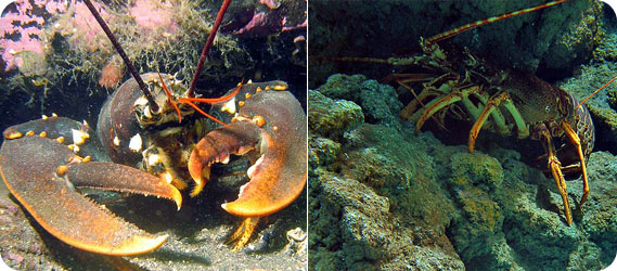 Aragoste ed astici nelle immersioni nella Secca delle Aragoste