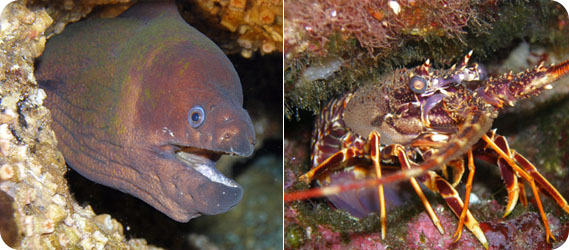 La fauna marina nei fondali delle Cinque Terre
